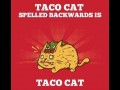 Taco cat