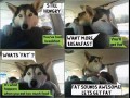 Dog 3