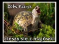 Majówkowy żółw
