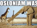 Osłoniam was