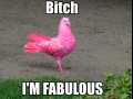 Bitch i39m fabulous