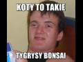 Koty to takie