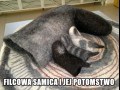 Macieżyństwo