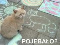 Pojebało