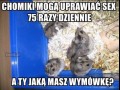 Chomiczki