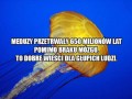 Dobre wieści
