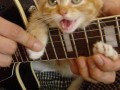 Kot i gitara