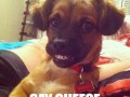 Say cheese