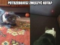 Jak wkurzyć kota