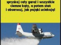 Jeden pająk w piwnicy tyle szumu