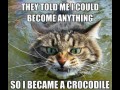 Crocodile cat