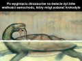 Ogromny żółw