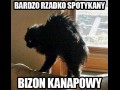 Bizon kanapowy