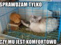 Sprawdzam tylko