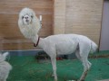 Lamaaa