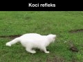 Koci refleks
