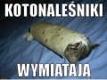 Kot naleśnik
