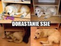 Dorastanie ssie