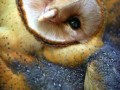 Epic owl is epic