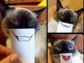 Grumpy cat