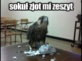 Sokuł