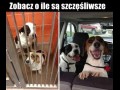 Szczęśliwe psiaki