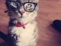 Kot hipster