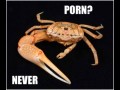 Ja nie oglądam porno