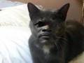 Samuel l catson