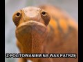 Moje politowanie sięga zenitu