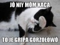 Grypa gorzałkówka
