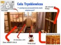Cela trynkiewicza
