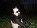 Jestę pandą