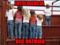 Inteligencja