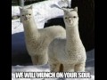 Lama