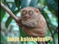 Jakie kolokwium