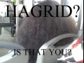 Hagrid