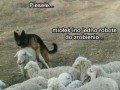 Piesełe