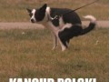 Jaki kraj taki kangur1ffa