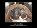 Mysz polna