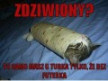 Zdziwiony