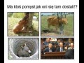 Jak te zwierzęta się tam dostały