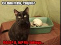 Psujek