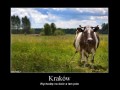 Słoma w butach
