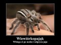 Wiewiórkopająk