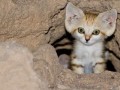 Awww