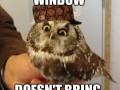 Scumbag owl