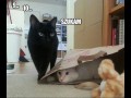 Szukam