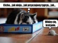 Cichy jak ninja