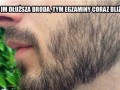 Im dłuższa broda